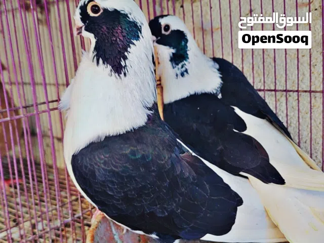 حمام رقم واحد دم صافي شاميات منتجات صحة ممتازة