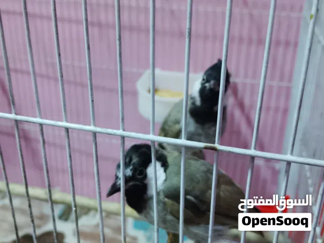 السلام عليكم بلبل ربه نثيه وذكر البيع والشراء يجي وساب حلوات