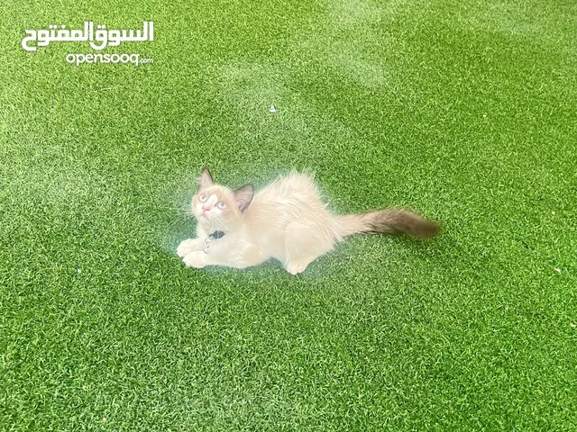 للتبني 4 قطط صغار