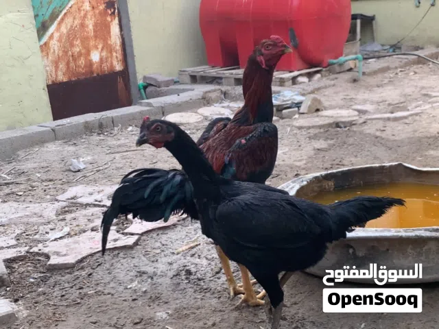 دجاج اقرى الوصف