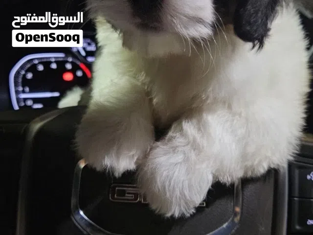 شيتزو أليفه و في فيديوهات لعوبه و قابل للبدل ب كلب و تنفع حق اليهال و تتعود عليك بسرعه واسمها لونا
