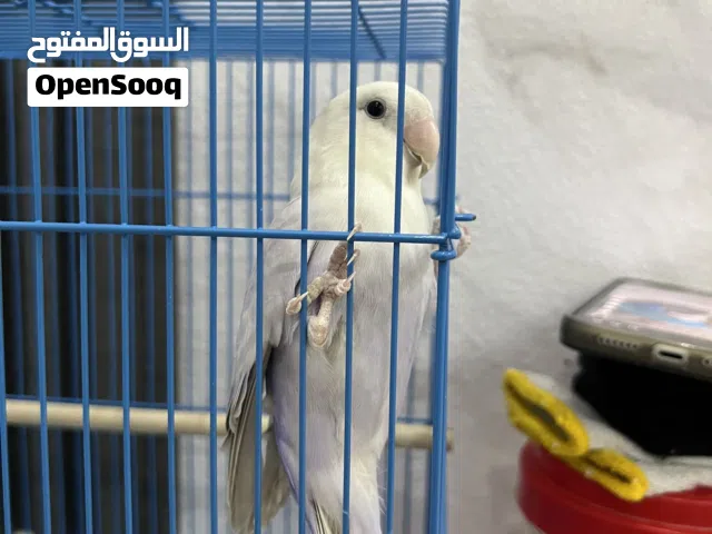 بغبغاء روز لوفبيري صحه جيده جداً