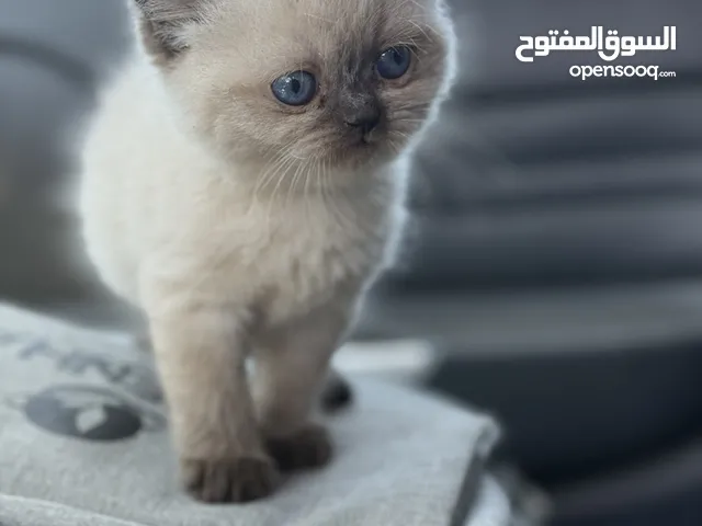 كتن همالايا