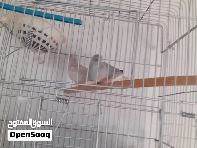 اليمام الماسي 150 بالقفص قسام كبير