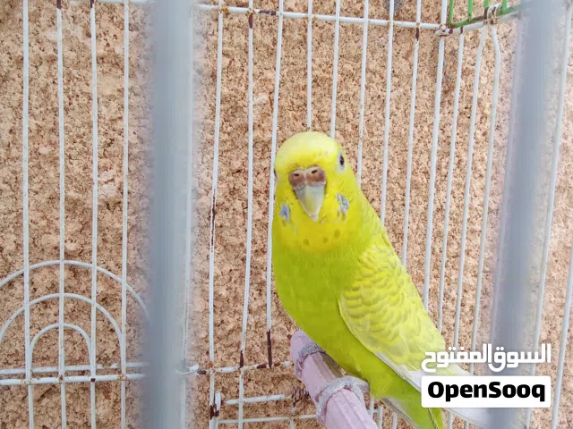 إنتي بقلينو للبيع