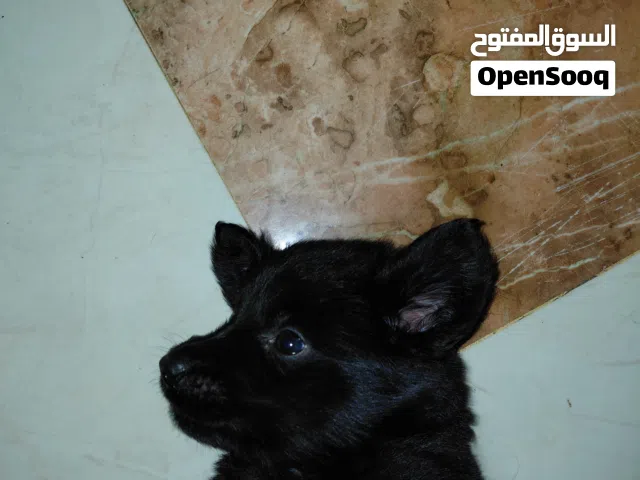 رويال بلاك