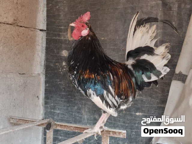 ديج ودجاجه للبيع