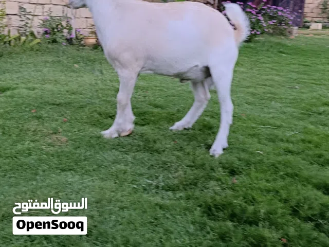 عنز كردية تحتها جدي