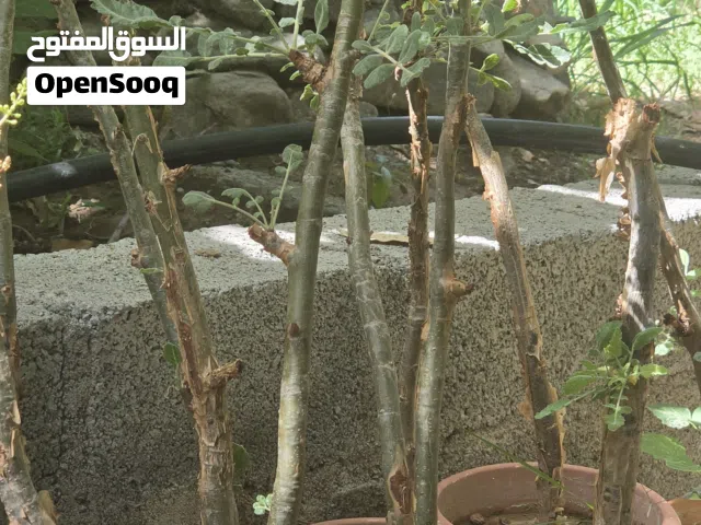 شجرة اللبان صلالة