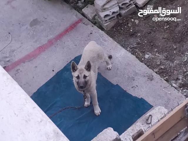 كلب ولف مصري نوع مرتب