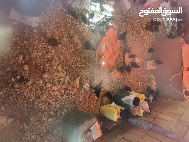 فراخ بلدي ولوهمن