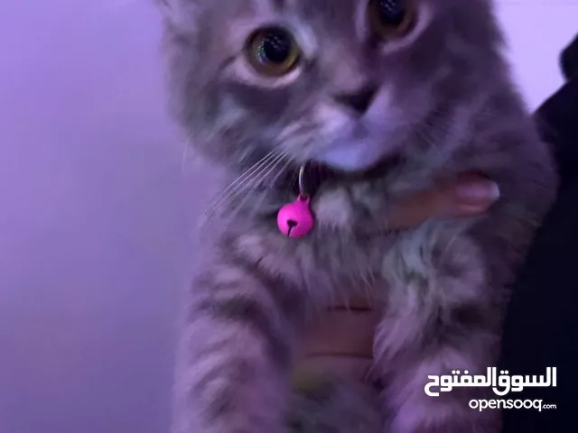 DHL CAT FOR SALE