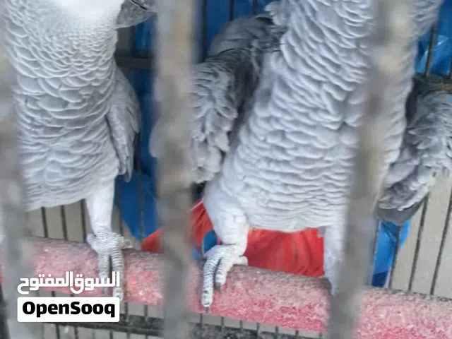 زوج كاسكو منتجات