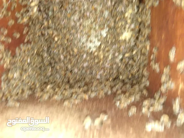 لبيع النحل والعسل البلدي بكافه أنواعه مضمون 100 والعسل لبيع جميع انواع النحل البلدي مضمون 100 والعسل