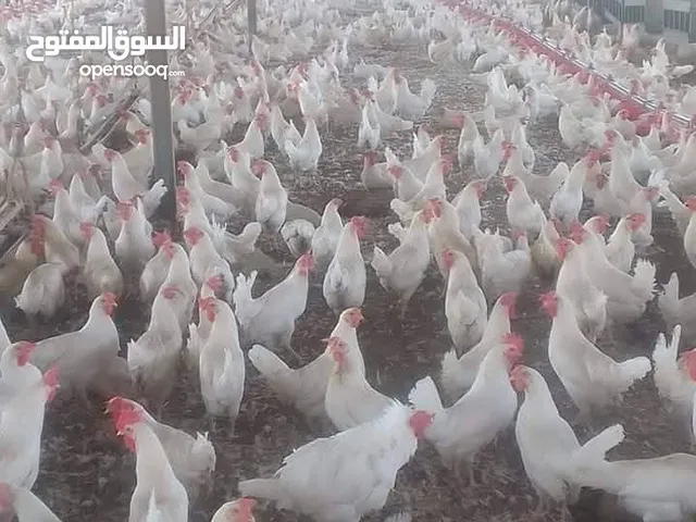 مزارع دجاج البياض