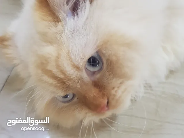 قط راغ دول هملايا ذكر، للتزاوج.
