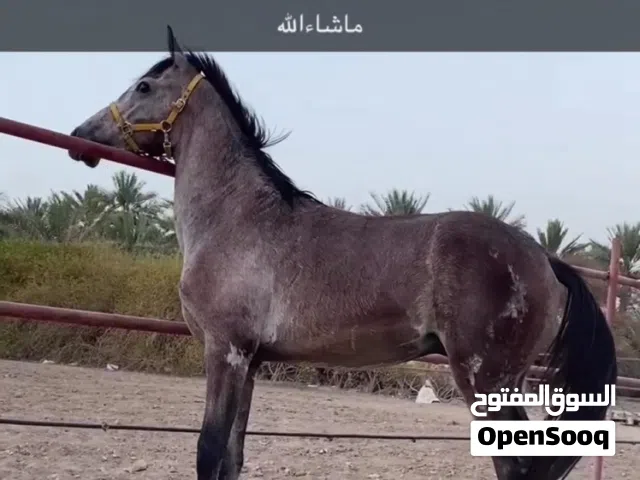 حصان عربي اصيل البيع