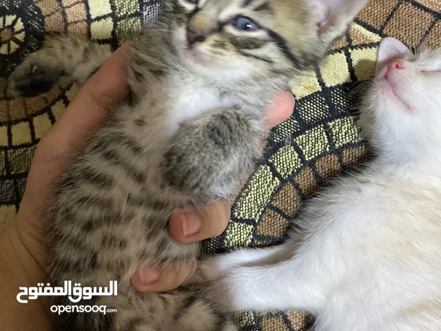 قطة مع اطفالها للتبني