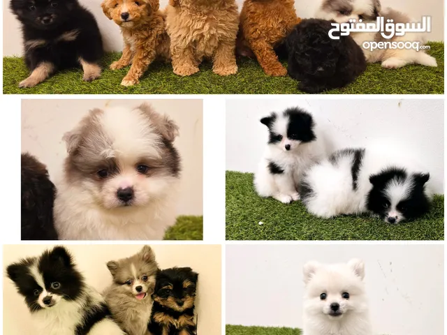 Mini toy poodle, Pomeranian, yorki،Jack Russell Terrier
