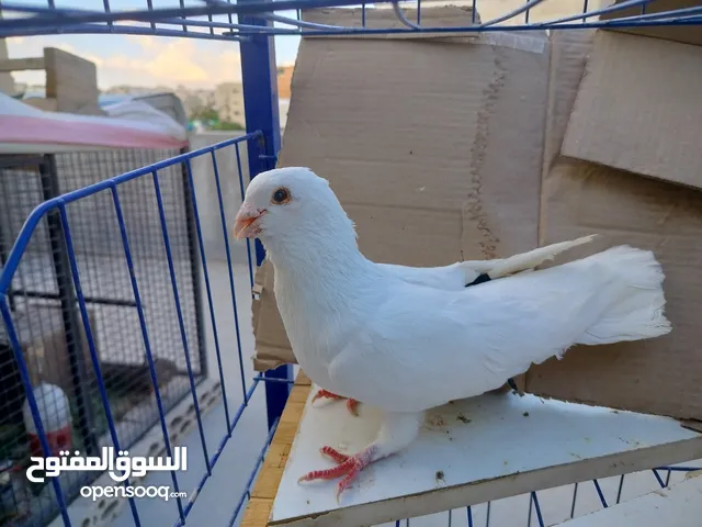 حمام بلدي وانواع اخره   بحاله ممتازة شغالات 14جوز وهاي بعض الصور