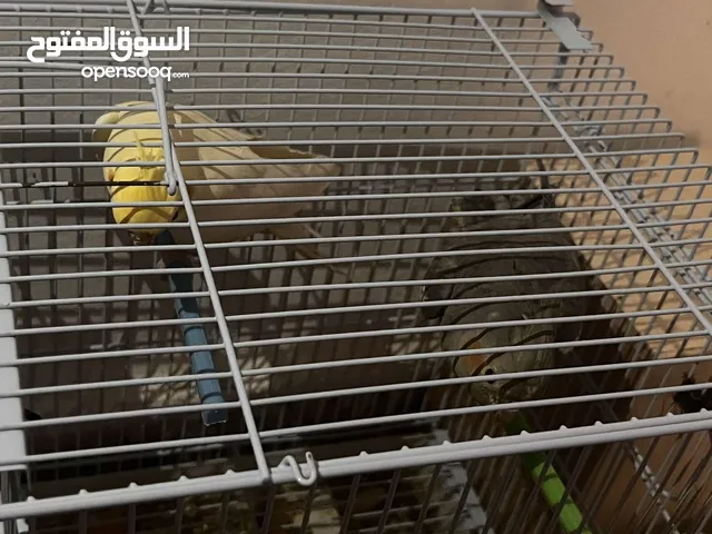 طيور كوكتيل وطيور الحب