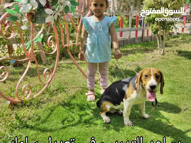 مدرب كلاب حراسة