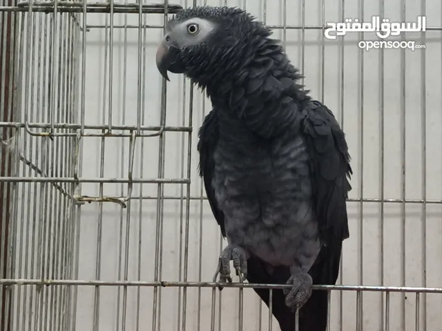 ببغاء كاسكو