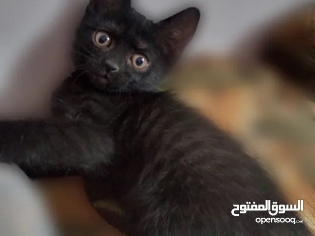 قطة انثى للتبني