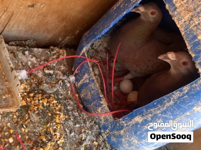 للبدل علا عصافير