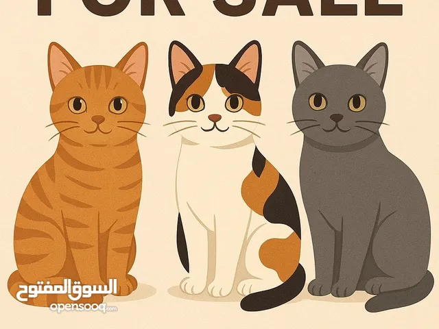 Cats for sale