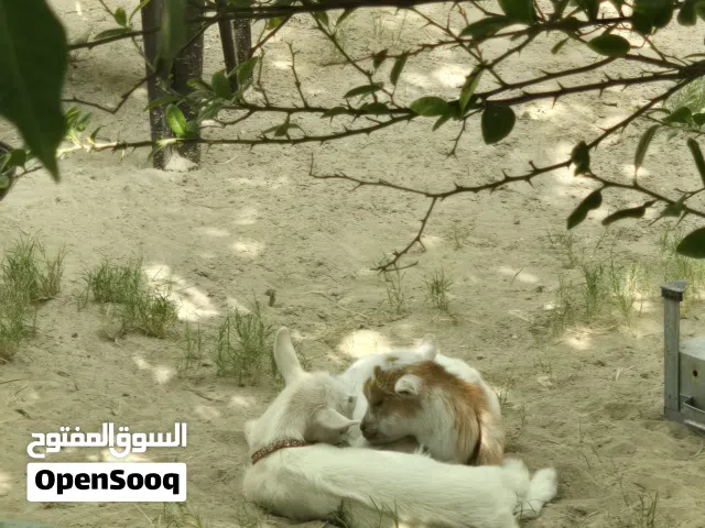 ثنائي ماعز القزم (ذكر و انثى)