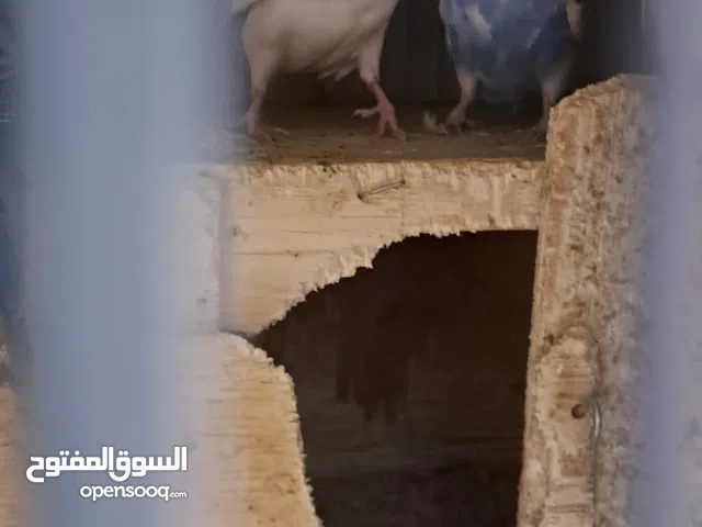 2 pairs Budgies birds is for sale in salmiya block 12, nasser al bader street