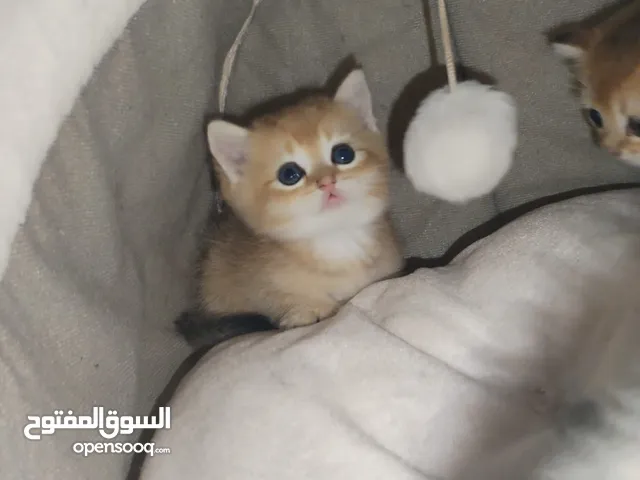 قطط سكوتش ny11 ny 25 بيور جمجمه عريضه زي الالعاب