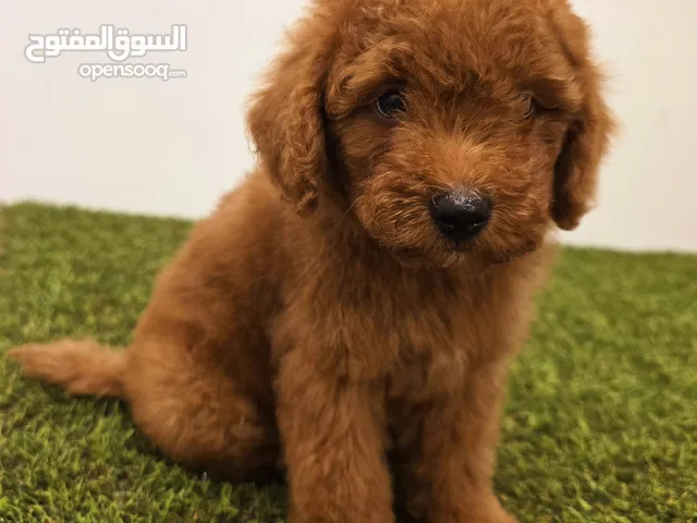 Mini toy poodle ميني بودل وبومرينيم ويوركي pomeranian, yorki