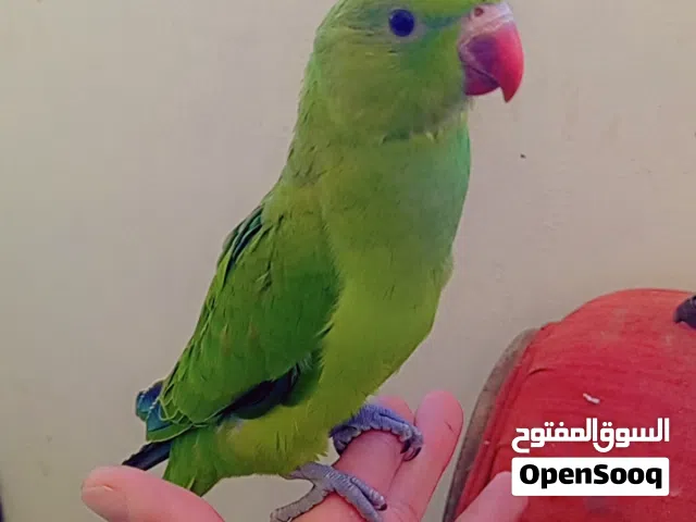 فرخ دره زق يدوي مفطوم بيجي طيران