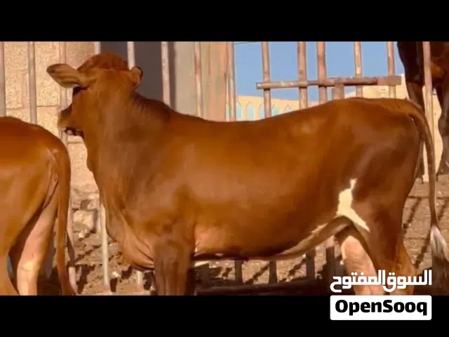 للبيع بقره عجل عجله كبش  قعود عجلات عجال جدي كل الحلال موجود معي أوفر لك اقرا الوصف تحت