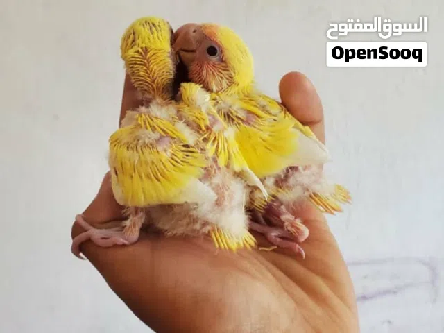 مطلوب فرخ روز او كوكتيل اطعام يدوي اي لون  الموقع عدن بسعر حلو