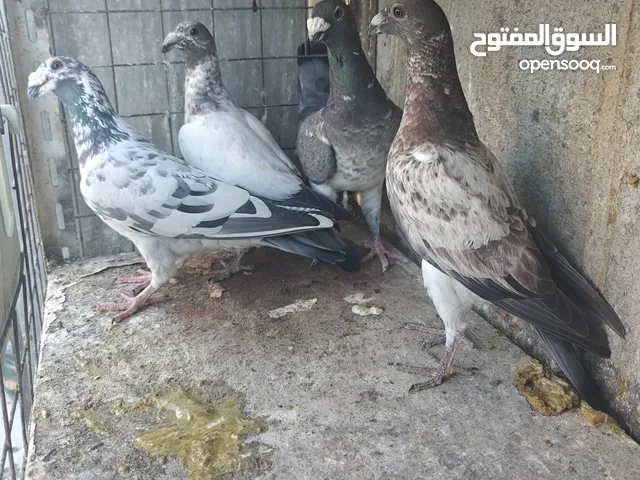 11 جوز مساويد، كشامره هومرات محيرات بواز مزهورات اسطنابله