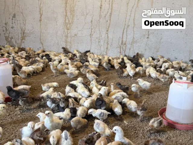 متوفر صوص بلدي
