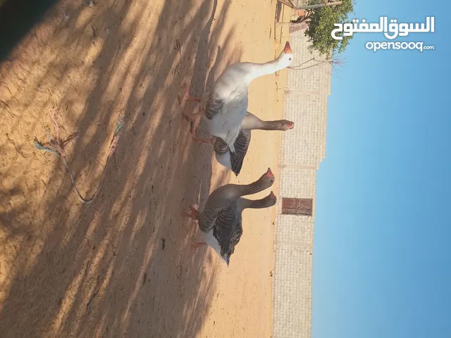 وز للبيع 3اناتي ودكر