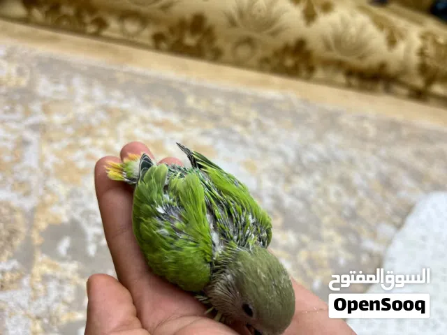 بركديلو سعر70