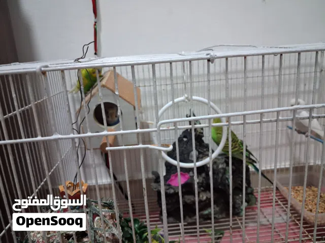 بيع طيور الحب اثنين سليمين للبيع بدواعي السفر ووجود قط