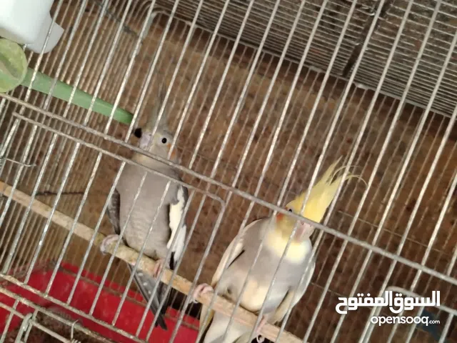 ببغاء كوكتيل اول خيرهم شغال مكفول بتجهز بدها تبيض قابل للبدل