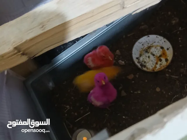 3 صيصان للبيع عمرهم اسبوعين تقريبا
