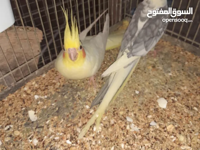 جوز كوكتيل تحتو 4 فراخ للبيع