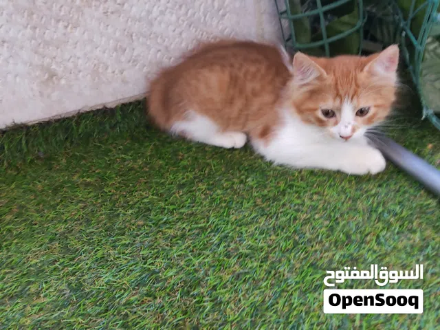 للتبني نوع شانشيلا ذكر عدد 2