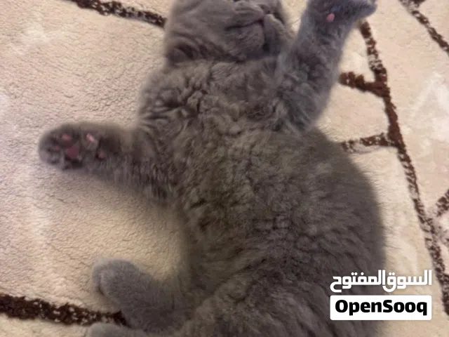قطط للبيع سكوتش فولد برتش ... أربع قطط الام والاب واثنين كيتن ....