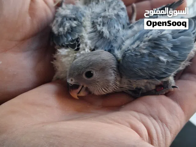عصافير بركديلو