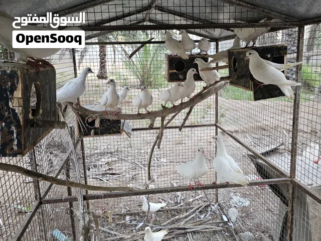للبيع حمام فرنسيات