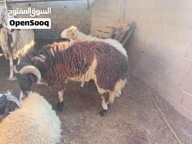 خروف الله يبارك كيف امبدل